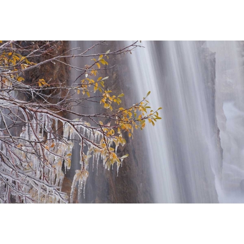 Canada, Jasper NP Ice on tree at Tangle Falls
